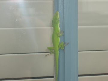 Cathies_first_seaside_pics_2007 018.JPG