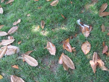 Late_Summer_2006 009.jpg