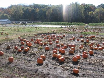 chris_wedding_fall_2006 059.jpg