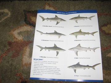 Seaside_big_waves_2007 007.JPG