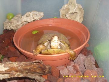 Rachaels_Summer_2008 053.JPG