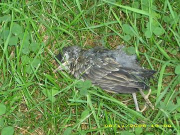 Summer_Vacation_2008 016.JPG