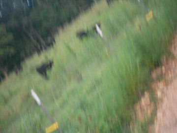 abcdefgasdfghjkl 029.JPG