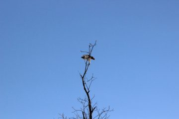 Lori's Pictures 124.JPG