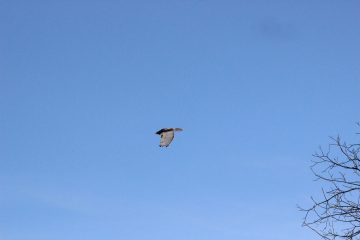 Lori's Pictures 125.JPG