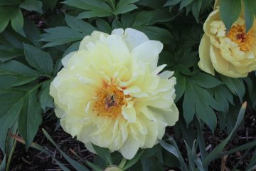 Lori's Pictures 239.JPG