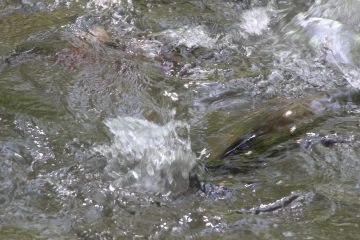 Lori's Pictures 282.JPG