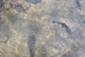 Lori's Pictures 305.JPG