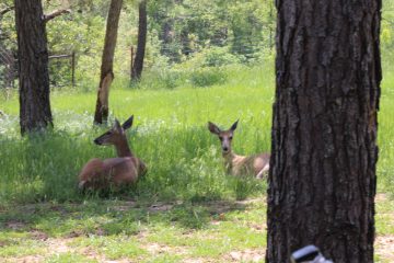 Lori's Pictures 321.JPG