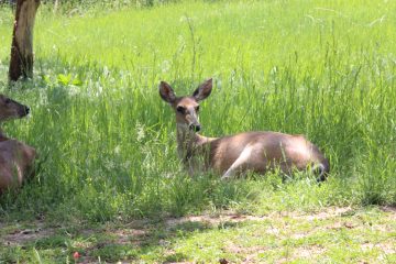 Lori's Pictures 322.JPG