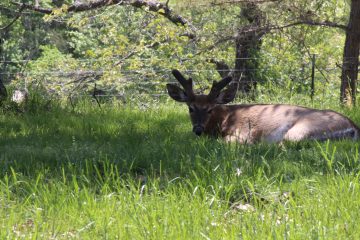 Lori's Pictures 325.JPG