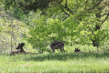 Lori's Pictures 328.JPG