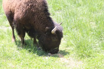 Lori's Pictures 334.JPG