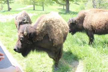 Lori's Pictures 338.JPG