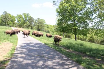 Lori's Pictures 342.JPG