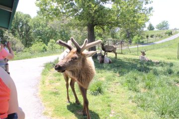 Lori's Pictures 352.JPG