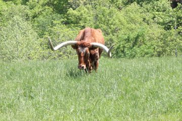 Lori's Pictures 359.JPG