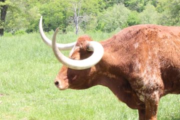 Lori's Pictures 361.JPG