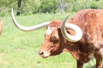 Lori's Pictures 362.JPG