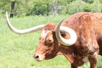 Lori's Pictures 364.JPG