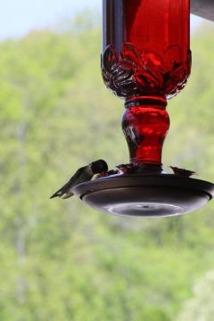 Lori's Pictures 255.JPG