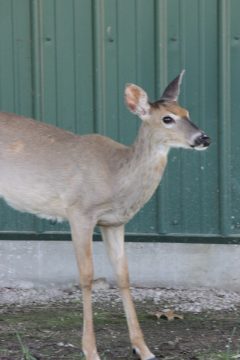 Lori's Pictures 327.JPG