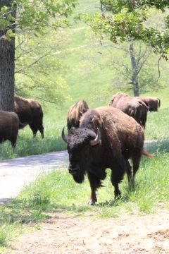 Lori's Pictures 330.JPG