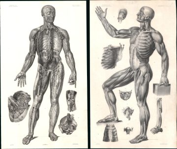 Anatomie-bourgery-1839.jpg