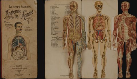 1900 Vigot Anatomical Model of Man