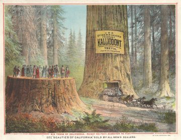 BigTreesCalifornia-griswold-1883.jpg