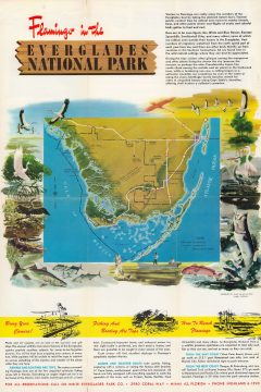 FlamingoEverglades-smiley-1960.jpg