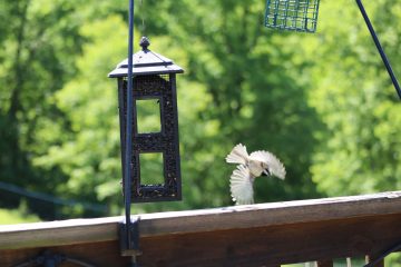 IMG_0271.JPG