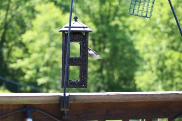 IMG_0274.JPG