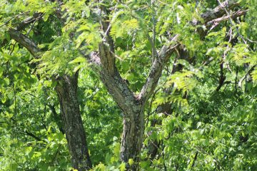 IMG_0283-1777574704-875.JPG
