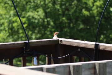 IMG_0290.jpeg