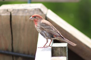 IMG_0329.jpeg