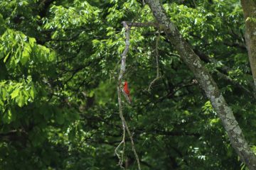 IMG_0332.jpeg