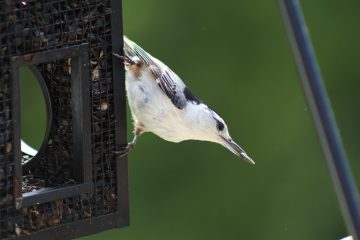 IMG_0339.jpeg