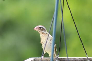 IMG_0341.jpeg