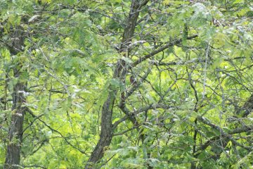 IMG_0350.jpeg
