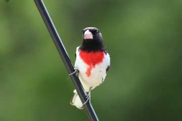 IMG_0351.jpeg
