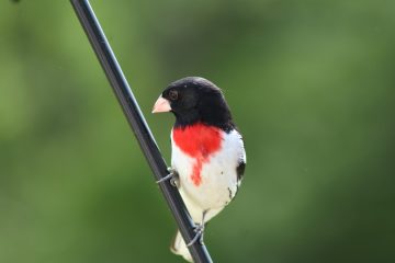 IMG_0352.jpeg