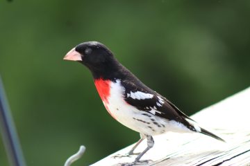 IMG_0354.jpeg