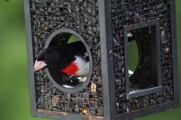 IMG_0355.jpeg