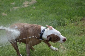 IMG_0293.jpeg