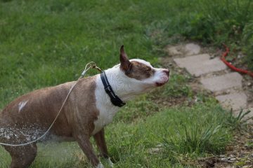 IMG_0294.jpeg