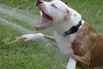 IMG_0302.jpeg