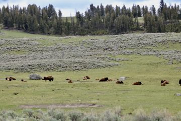 IMG_0687.jpeg