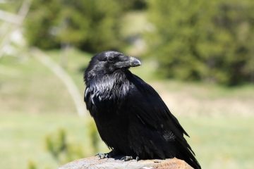 IMG_0802.jpeg