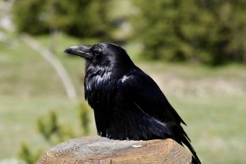 IMG_0804.jpeg